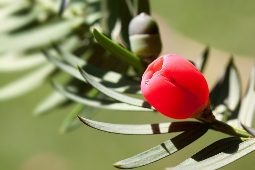 fruit rouge