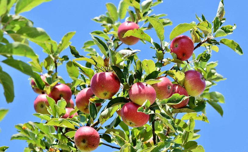 Image de pommier en fleurs