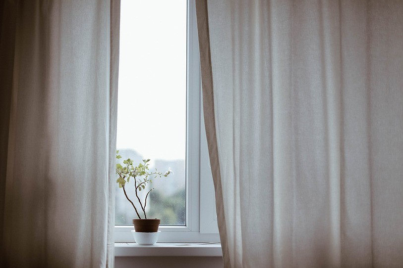 Une plante d'intérieur