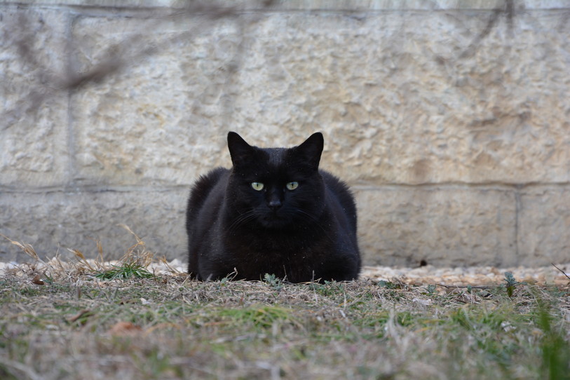 Stériliser les chats