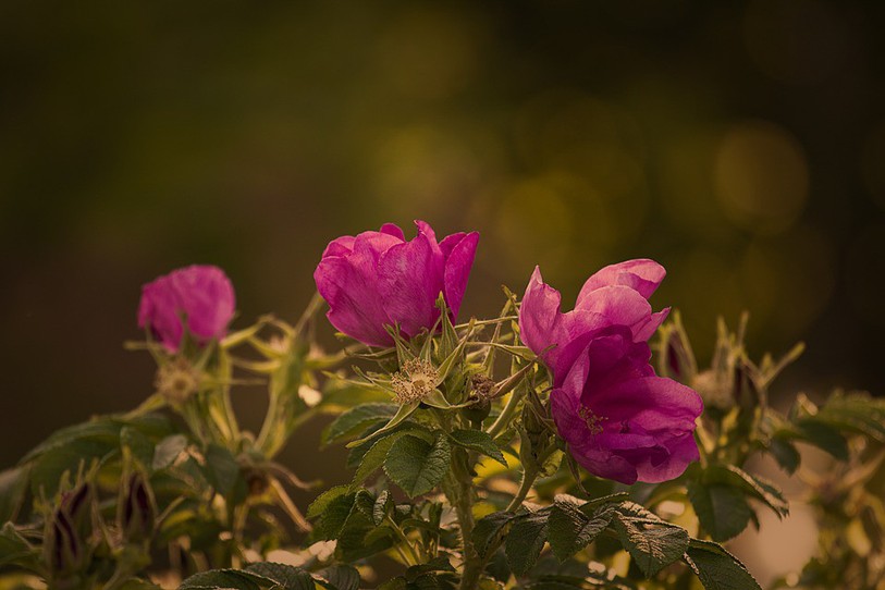 Un rosier