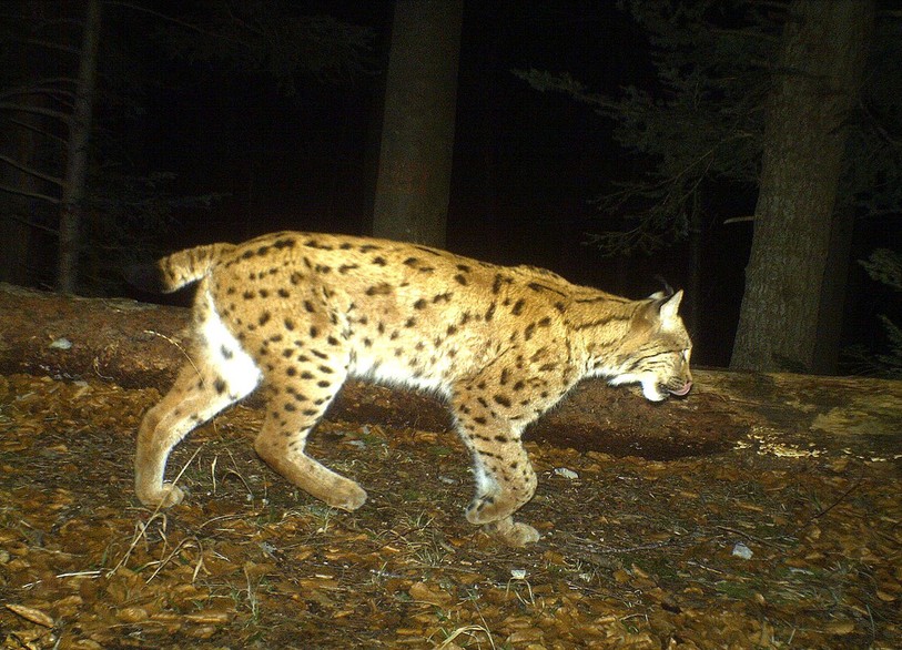lynx