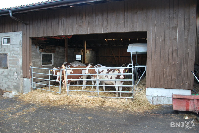 Claude Schär doit agrandir sa ferme pour donner sufisamment d'espace à ses vaches, mais répondre aux exigences du Patrimoine bernois lui coûterait trop cher