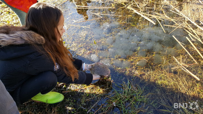 grenouille oeufs