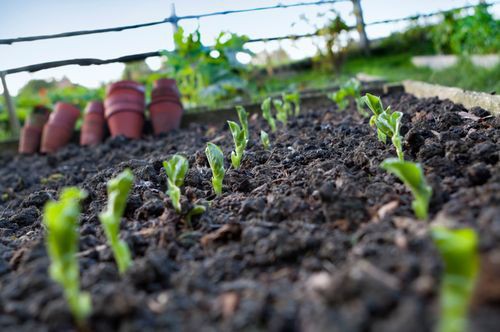  Jardin avec pot
