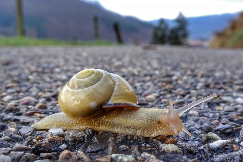 Un escargot sur la route de la Vie en Jaune