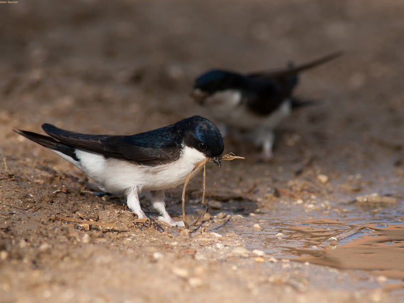 Les hirondelles de fenêtre constituent un bon indicateur de la biodiversité en milieu bâti.