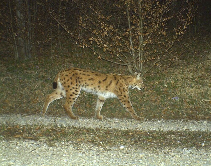 Le lynx est un des animaux des forêts de la région.