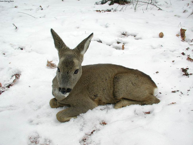 Un jeune chevreuil dans la neige. Photo: Jean-Pierre Flück