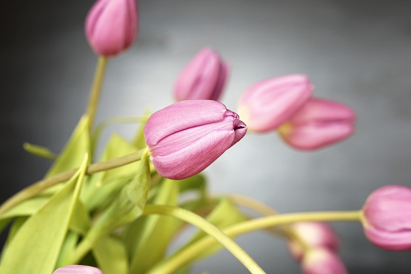 Tulipes roses