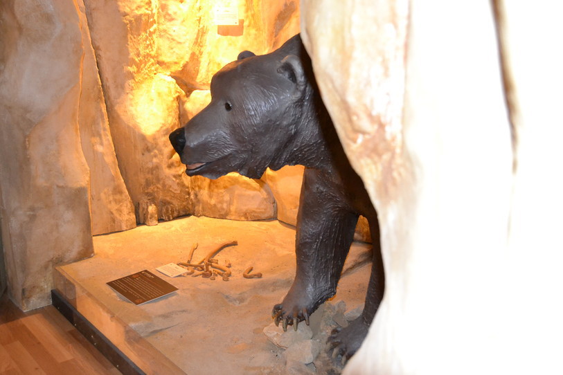 L’ours des cavernes étaient bien présents dans les grottes de St-Brais il y a 40'000 ans.