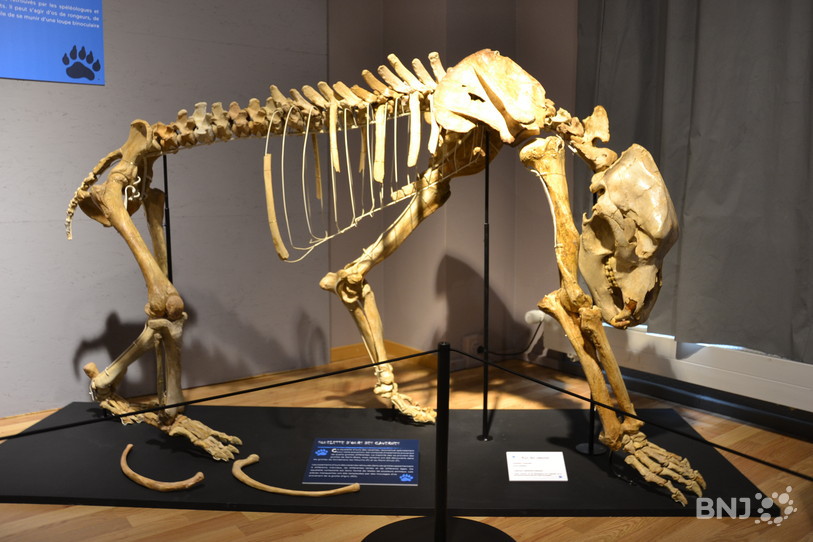 Jurassica Museum a recomposé un squelette articulé d’ours des cavernes avec les ossements retrouvés à St-Brais.