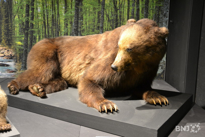 Le dernier ours brun du Jura tué au début du 19è siècle dans les Franches-Montagnes.