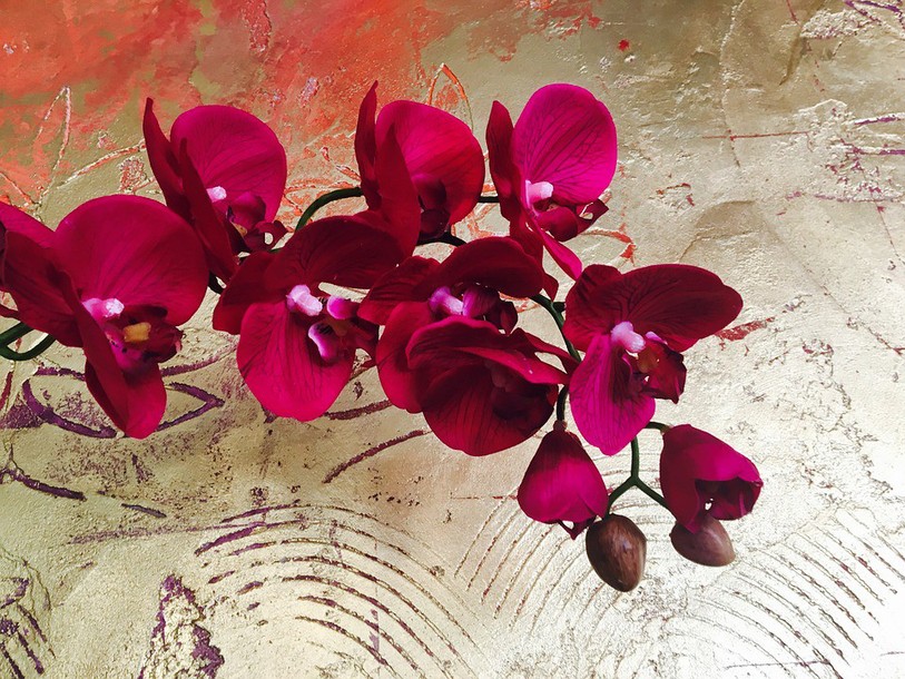 Orchidées