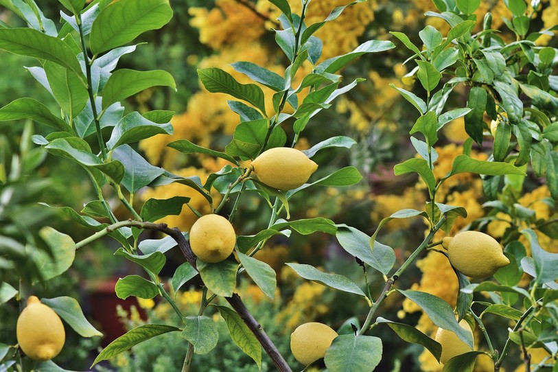 citronnier