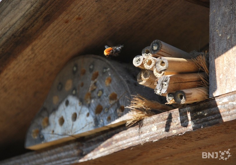 Les hôtels à abeilles sauvages ne suffisent pas à garantir la survie de toutes les espèces. 