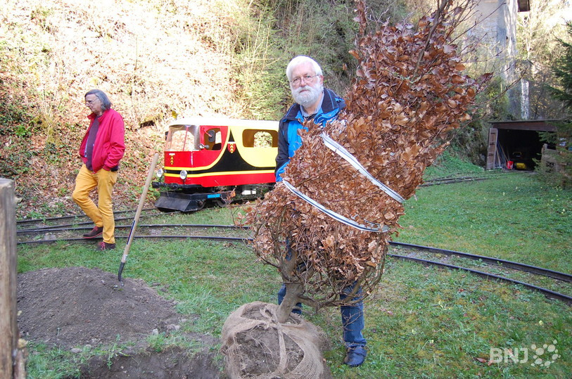L'arbre planté au bout du parcours du P'tit train