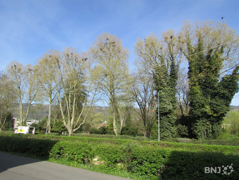 La période de nidification a lieu durant le mois de mar. Cette années, les corbeaux freux ont élu domicile au Parc municipalà Bienne. 