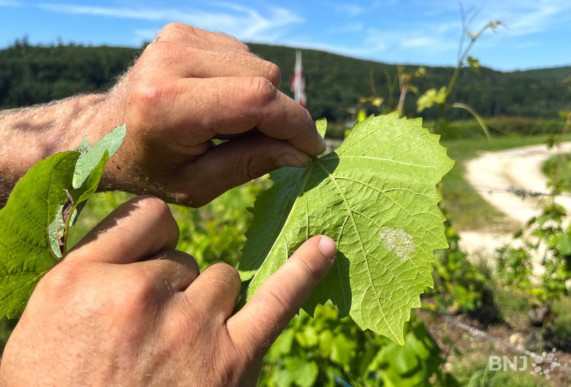 Une feuille de vigne attaquée par le mildiou (tâche blanche). Les viticulteurs jurassiens sont sur le qui-vive.