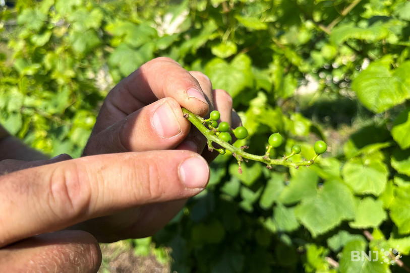 Une grappe de raisin attaquée par la maladie. De nombreux grains sont ici perdus.