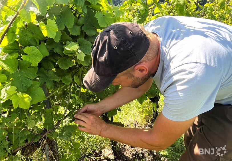 Le viticulteur ajoulot Olivier Fleury s'assure de la santé de ses vignes à Buix.