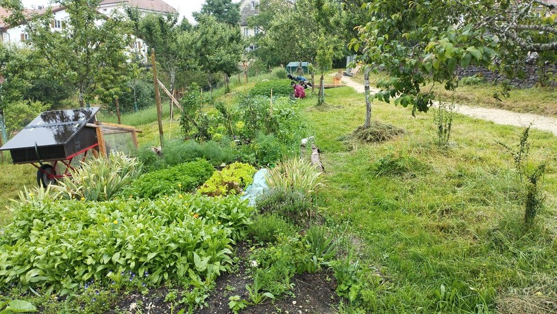 Le jardin collectif de Saignelégier offre 60m2 de verdure à ses citoyens.