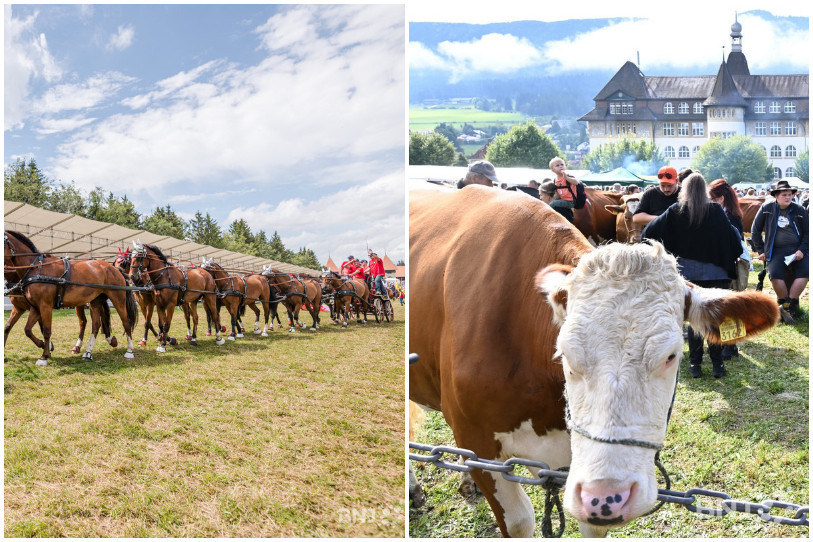 La Protection Suisse des Animaux constate des failles dans la détention des animaux au Marché-Concours et à Chaindon.