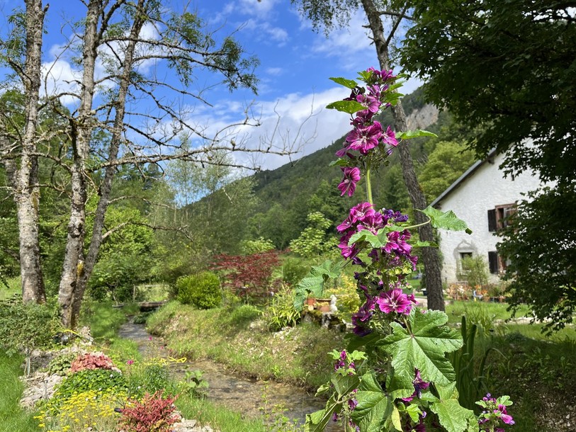 Une des fleurs du jardin de Jeand Daniel Voirol au Folpotat à Soulce.