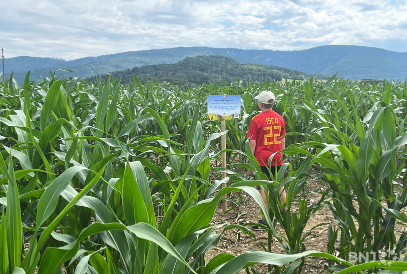 Le Swiss Labyrinthe version 2024. Le maïs est encore appelé à prendre quelques centimètres ces prochains jours.