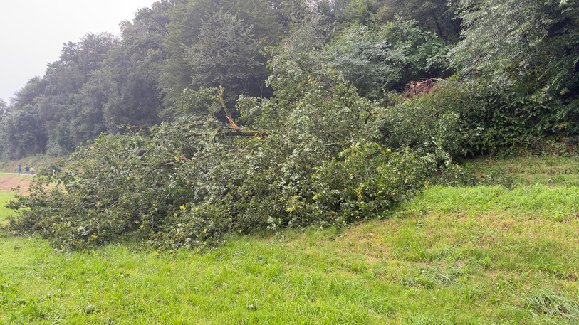 La route Grandgourt-Buix a vu des arbres lui tomber dessus. (Photo: Police cantonale jurassienne).