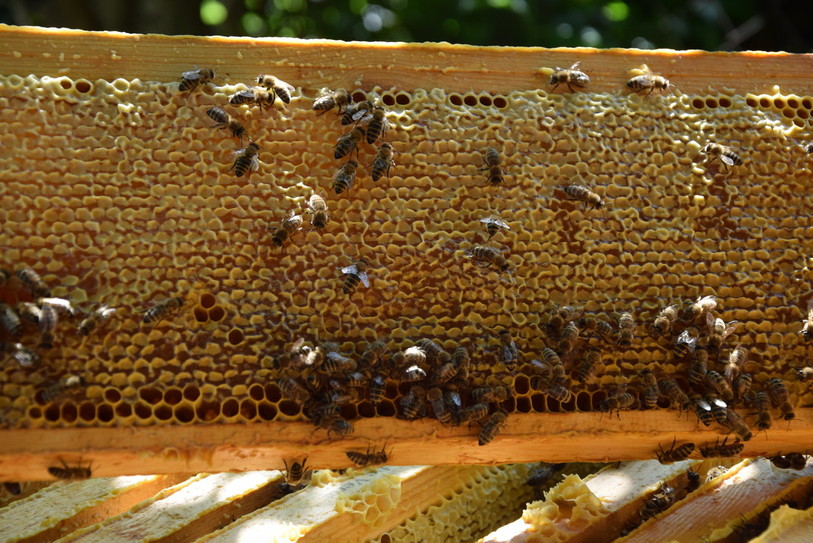 Le nectare produit cette année a avant tout servi à nourir les abeilles elles-mêmes.