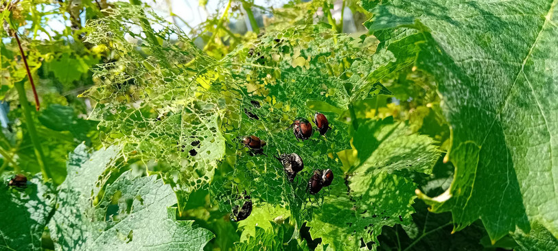 Le scarabée japonais, ou popillia japonica, est arrivé au Tessin en 2017. (Crédits photo: Office de la viticulture et de l’agroécologie)