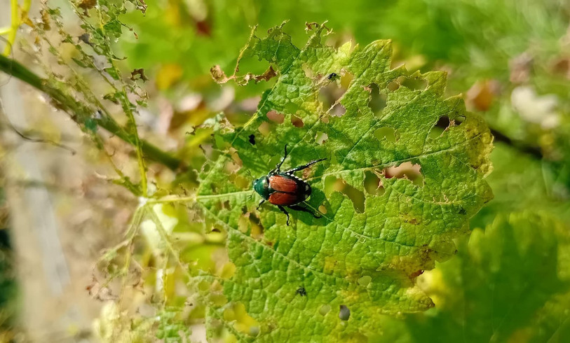 Le nuisible se distingue notamment grâce à ses lignes blanches sur le côté. (Crédits photo : Office de la viticulture et de l’agroécologie)
