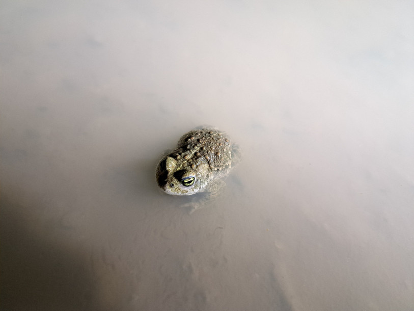 Le crapaud calamite se plait à la Ballastière à Delémont. (Photo : Office jurassien de l'environnement)
