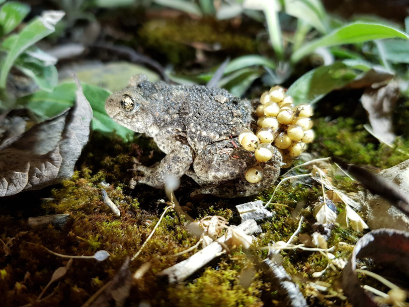 Le crapaud accoucheur se retrouve aussi sur le site itinérant protégé d'importance nationale. (Photo : Office jurassien de l'environnement)