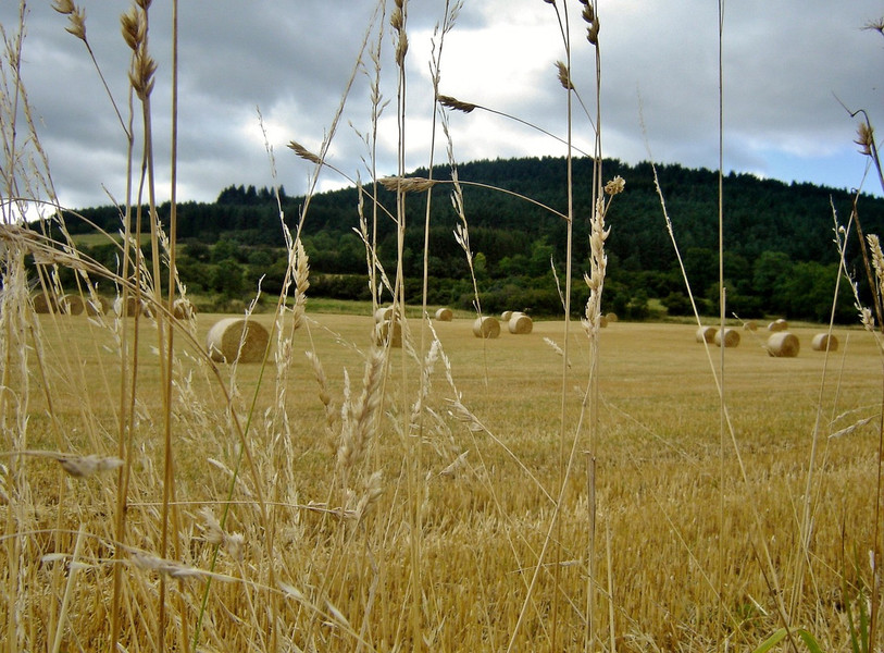 Le prix des terres agricoles est en augmentation dans le Jura. (Photo libre de droits).