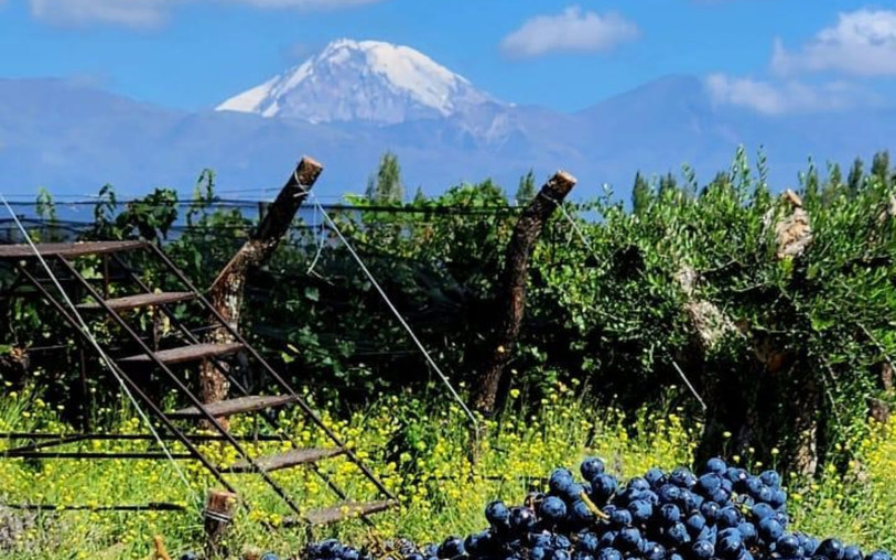 Les frères Frésard exploite un vignoble au pied des Andes. (Photo: 3SAPAS)
