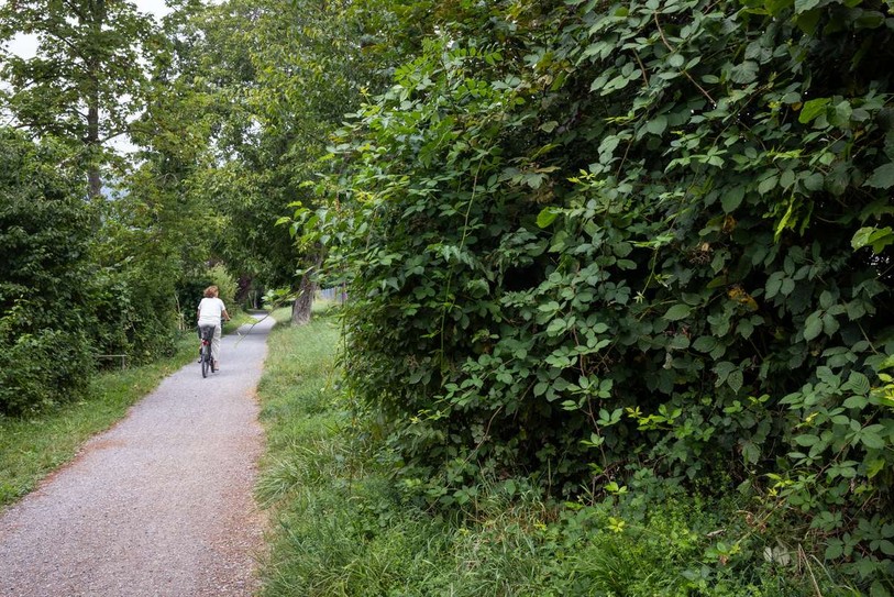 La ronce d’Arménie s’est durablement installée dans le paysage régional. Elle menace d’étouffer la flore locale. Le Journal du Jura s’est penché sur la problématique. (Photo : Anne-Camille Vaucher)