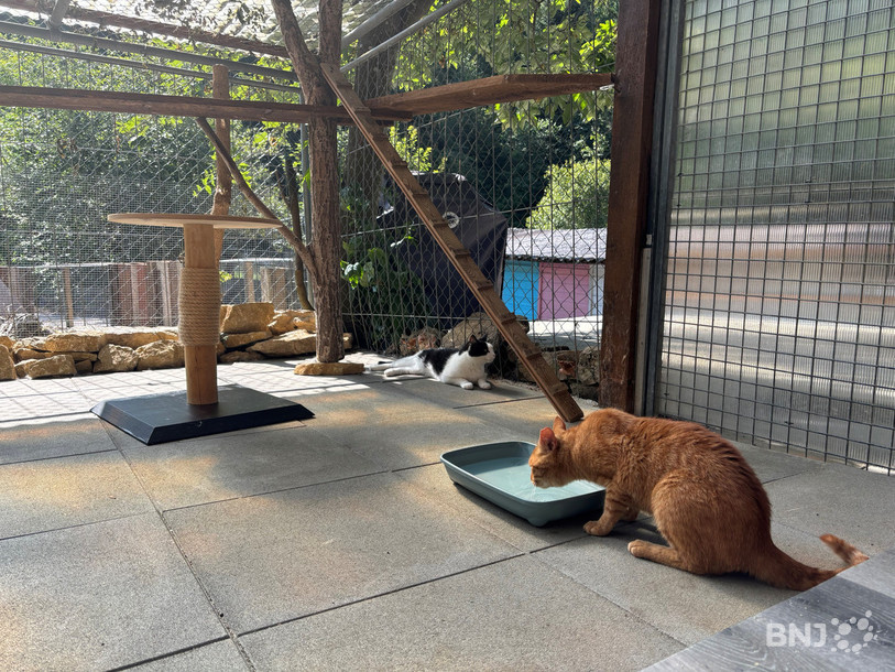 Les chats de l'AJPA ont un nouvel endroit pour vivre.
