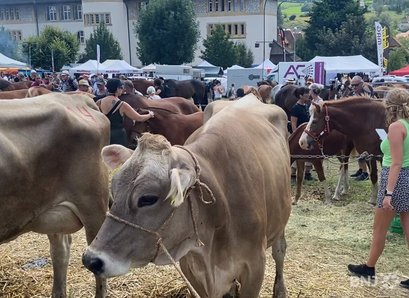 Une centaine de bovins étaient exposés sur le champs de foire.
