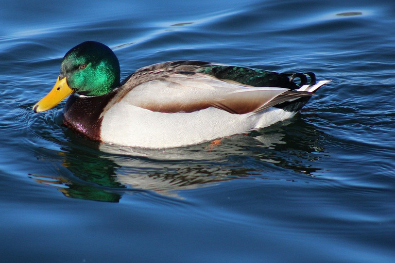 Le canard colvert est la dernière espèce de canards chassée dans le canton de Neuchâtel. (Photo: LDD)