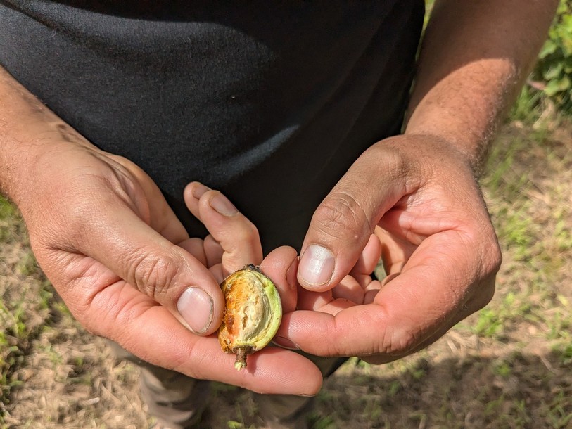 Une des premières amandes à avoir été récoltées, dans les mains de Quentin Ducommun. 