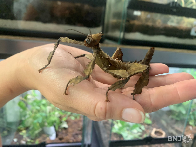 L'insectarium didactique accueille notamment une vingtaine d'espèces de mantes religieuses