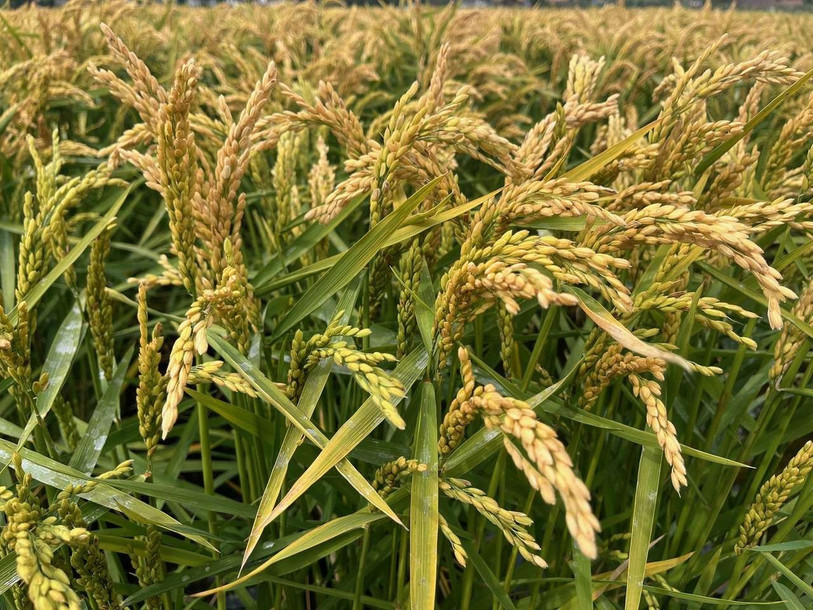 Le riz Loto a bien poussé, grâce aux bonnes conditions de cet été (photo: ldd).
