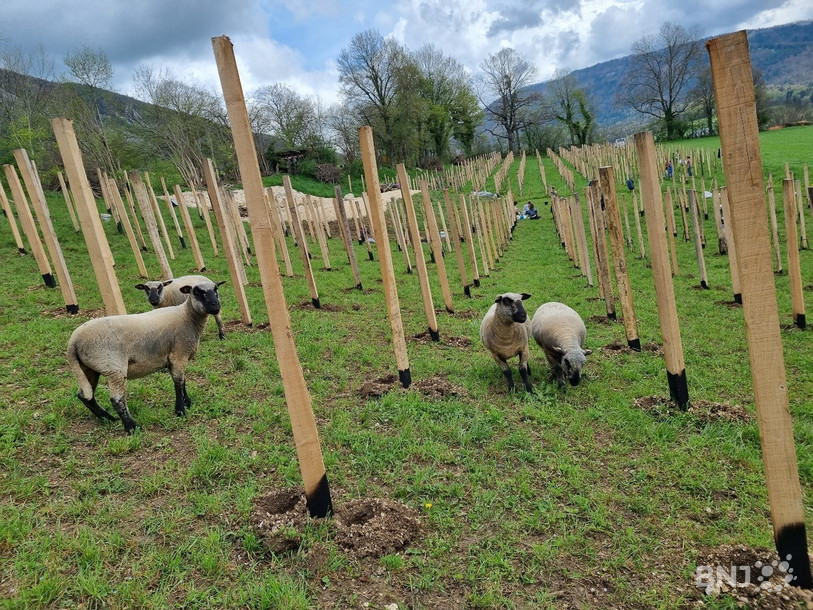 1'800 pieds de vignes ont été plantés l’année passée au Grandval sur la parcelle de Maurice Wisard. (Photo : Yves Batardon).