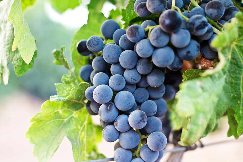 La Petite Fête des deux Vendanges est annulée en raison du mauvais temps. (Photo libre de droits).