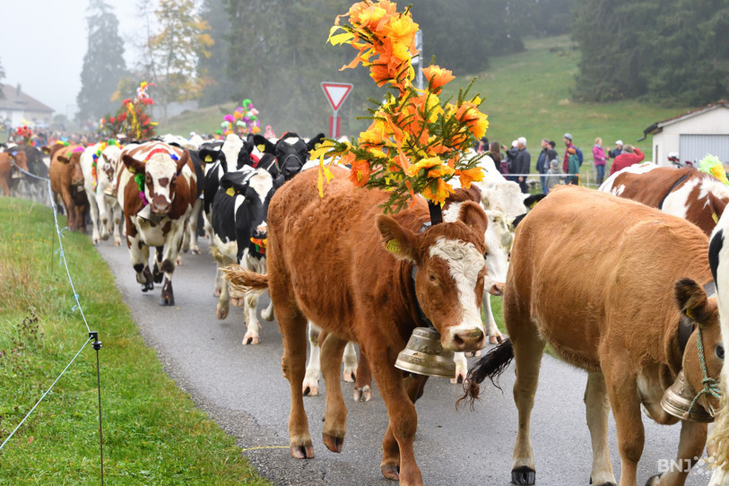 Le bétail parcourra samedi les moins de 10 km qui séparent la Combe à la Biche du Boéchet. . (Photo archives : Georges Henz).