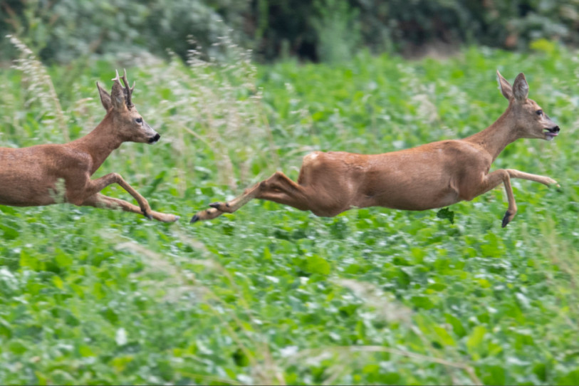 Les chasseurs sont de sortie ce mercredi. (Photo : Boris Roessler.)
