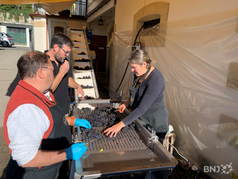 A la cave Porret à Cortaillod, la vendange a démarré en début de semaine.