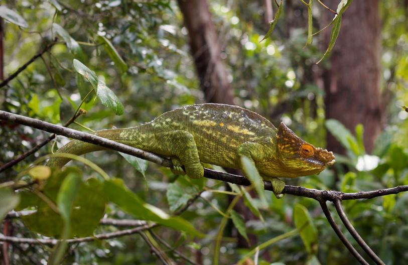 Caméléon de Parson dans la réserve de Vohimana, Madagascar. (Photo : Lucas Orsini)